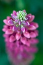 Macro View of a Pink Lupine Royalty Free Stock Photo