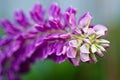 Macro View of a Pink Lupine Royalty Free Stock Photo