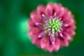 Macro View of a Pink Lupine Royalty Free Stock Photo