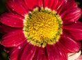 Macro view of a pink and yellow Marguerite Daisy bloom in autumn Royalty Free Stock Photo