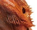 Macro view on pogona super extrem red super transparent scales Royalty Free Stock Photo