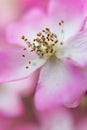 Macro view - the polen of a pink flower