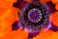 Macro view of poppy flower