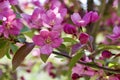 Macro view of pretty pink crabapple flower blossoms with soft focus background Royalty Free Stock Photo