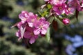 Macro view of pretty pink crabapple flower blossoms with soft focus background Royalty Free Stock Photo