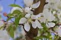 Macro view of pretty white crabapple flower blossoms with soft focus background Royalty Free Stock Photo