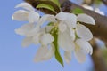 Macro view of pretty white crabapple flower blossoms with soft focus background Royalty Free Stock Photo