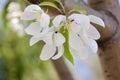 Macro view of pretty white crabapple flower blossoms with soft focus background Royalty Free Stock Photo