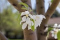 Macro view of pretty white crabapple flower blossoms with soft focus background Royalty Free Stock Photo