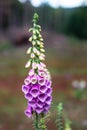 Macro view of purple foxglove or lady`s glove flowers. Delicate summer blooming flower in the garden. Royalty Free Stock Photo