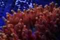Sunburst anemone tentacles Royalty Free Stock Photo