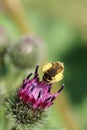 Macro view from rear of shaggy Caucasian wild bee Macropis fulvipes on inflorescences of thistle Arctium lappa Royalty Free Stock Photo