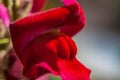 Macro view red flower. Verbena Hybrida