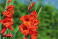 Macro view of red gladiolus flowers in a garden on a summer sunny day. Royalty Free Stock Photo