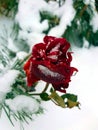 Macro view of red rose blossoming in winter frost. Nature