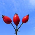 Macro view of red rose fruit on clear blue sky background Royalty Free Stock Photo