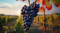 Macro view of ripe grapes hanging on a vineyard branch, showcasing nature bountiful harvest Royalty Free Stock Photo