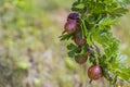 Macro view of ripe red gooseberry bush in garden. Royalty Free Stock Photo