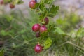 Macro view of ripe red gooseberry bush in garden Royalty Free Stock Photo