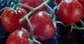 Macro view of ripe tomatoes on branch, dark background, for ads and packshot