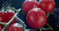 Macro view of ripe tomatoes on branch, dark background, for ads and packshot