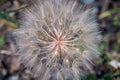 Macro view of a Salsify seedhead Royalty Free Stock Photo