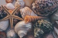 Macro view of seashell background. Starfish on seashells background. Many different seashells texture and background. Royalty Free Stock Photo