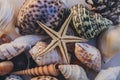 Macro view of seashell background. Starfish on seashells background. Many different seashells texture and background. Royalty Free Stock Photo