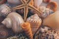 Macro view of seashell background. Starfish on seashells background. Many different seashells texture and background. Royalty Free Stock Photo