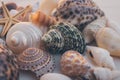 Macro view of seashell background. Starfish on seashells background. Many different seashells texture and background. Royalty Free Stock Photo