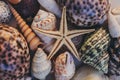 Macro view of seashell background. Starfish on seashells background. Many different seashells texture and background. Royalty Free Stock Photo