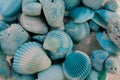 Macro view of seashells. Seashell background. Texture of blue seashells. Royalty Free Stock Photo