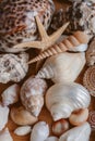 Macro view of seashells and starfish background. Many different seashells piled together. Ocean life. Royalty Free Stock Photo