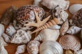 Macro view of seashells and starfish background. Many different seashells piled together. Ocean life. Royalty Free Stock Photo