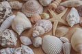 Macro view of seashells and starfish background. Many different seashells piled together. Ocean life. Royalty Free Stock Photo