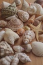 Macro view of seashells and starfish background. Many different seashells piled together. Ocean life. Royalty Free Stock Photo