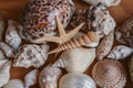 Macro view of seashells and starfish background. Many different seashells piled together. Ocean life. Royalty Free Stock Photo