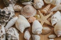 Macro view of seashells and starfish, many different seashells as texture and background.