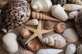 Macro view of seashells and starfish, many different seashells as texture and background for designers. Royalty Free Stock Photo