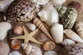 Macro view of seashells and starfish, many different seashells as texture and background for designers. Royalty Free Stock Photo