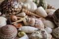 Macro view of seashells and starfish, many different seashells as texture and background for designers. Royalty Free Stock Photo