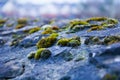 Macro view of moss on a stone wall