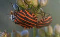 Macro view of shield bug mating. Royalty Free Stock Photo