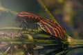 Macro view of shield bug mating. Royalty Free Stock Photo