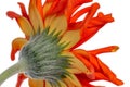 Detailed side and backside of an orange yellow Spider Gerbera isolated on white Royalty Free Stock Photo