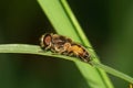 Macro view of the side of a Caucasian fluffy fly flies hoverfly Royalty Free Stock Photo