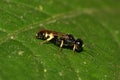 Macro view of the side of a Caucasian little wild wasp on a green leaf