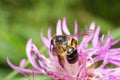 Macro view of the side of a dark little Caucasian bee Andrena ni