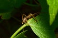 Macro view of the side of a young wolf-spider Arachnida sitting