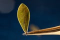 A macro view of a single Bearberry leaf (Arctostaphylos uva-ursi)